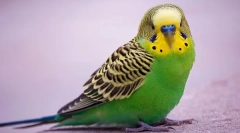 Kako izbrati valovita parrot